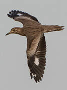 Senegal Thick-knee