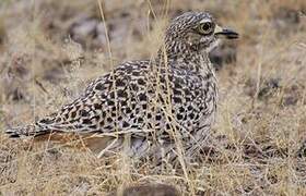 Spotted Thick-knee