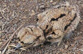 Spotted Thick-knee