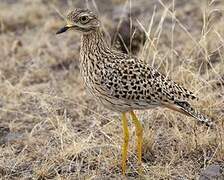 Spotted Thick-knee