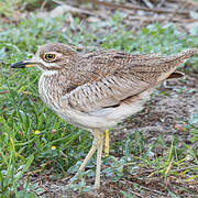 Water Thick-knee