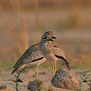 Water Thick-knee