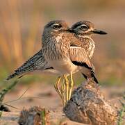 Water Thick-knee