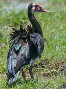 Spur-winged Goose