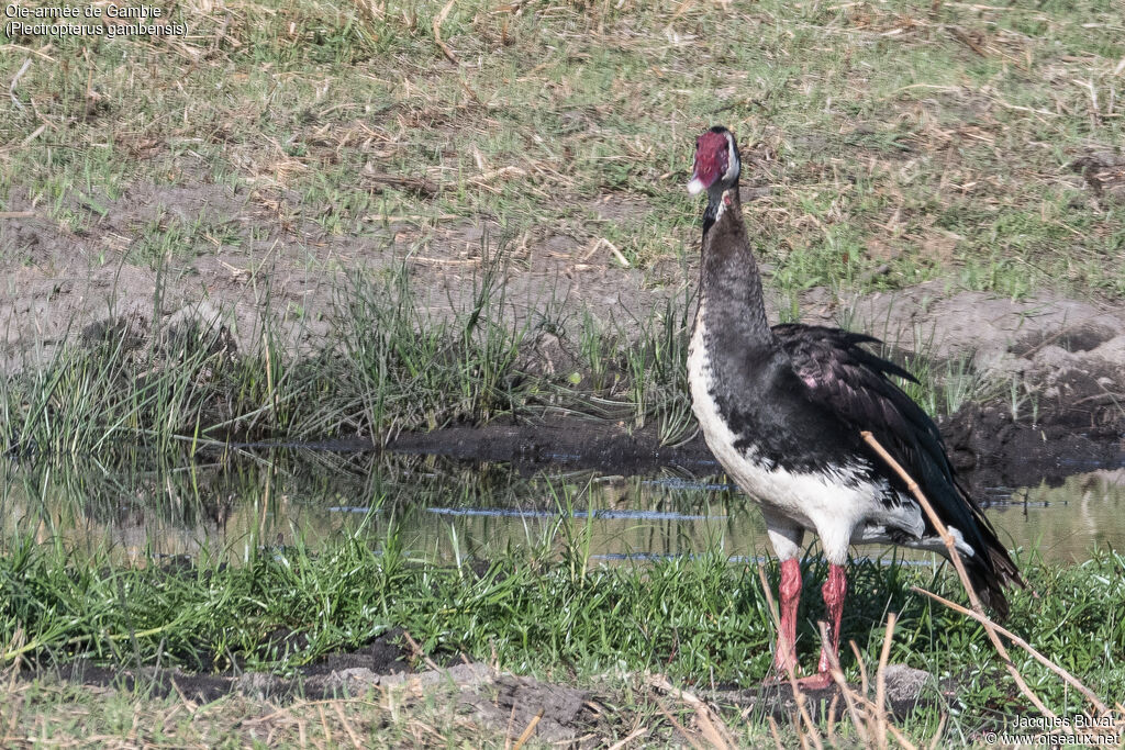 Spur-winged Gooseadult, habitat, aspect, pigmentation