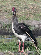 Spur-winged Goose