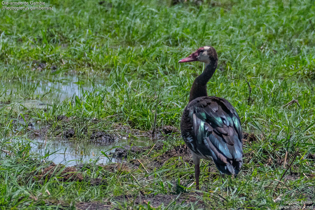 Oie-armée de Gambieadulte, habitat, composition, pigmentation