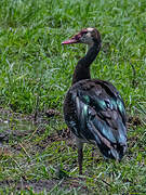 Spur-winged Goose