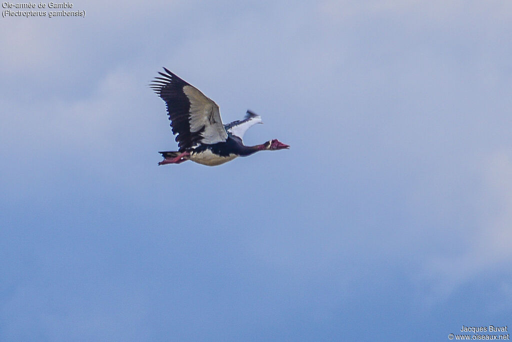 Spur-winged Gooseadult, aspect, pigmentation, Flight