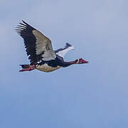 Spur-winged Goose