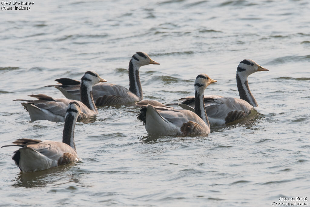 Bar-headed Goose