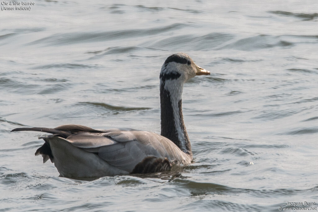 Bar-headed Gooseadult breeding, close-up portrait, aspect, pigmentation, swimming