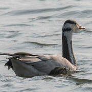 Bar-headed Goose