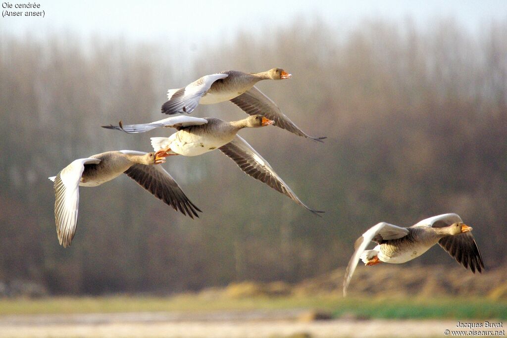 Greylag Gooseadult