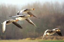 Greylag Goose