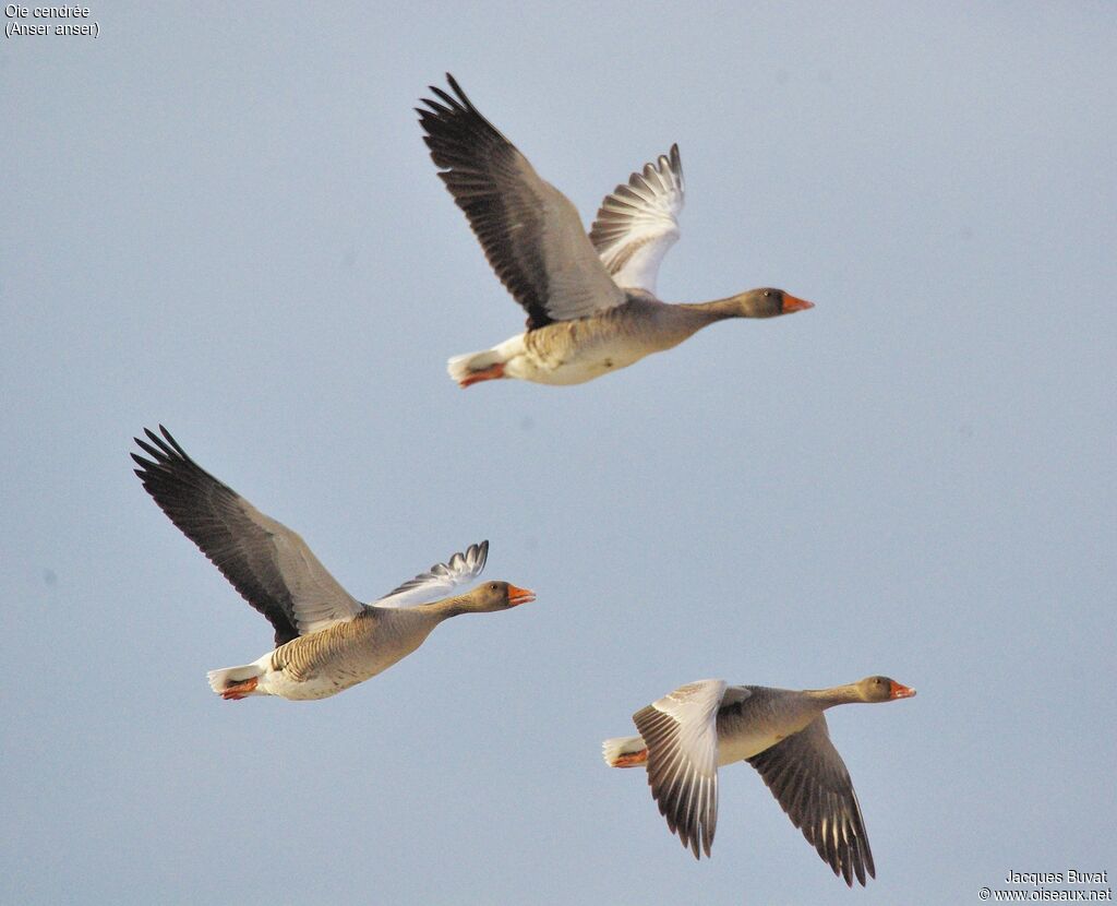 Greylag Gooseadult