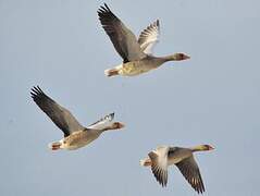 Greylag Goose