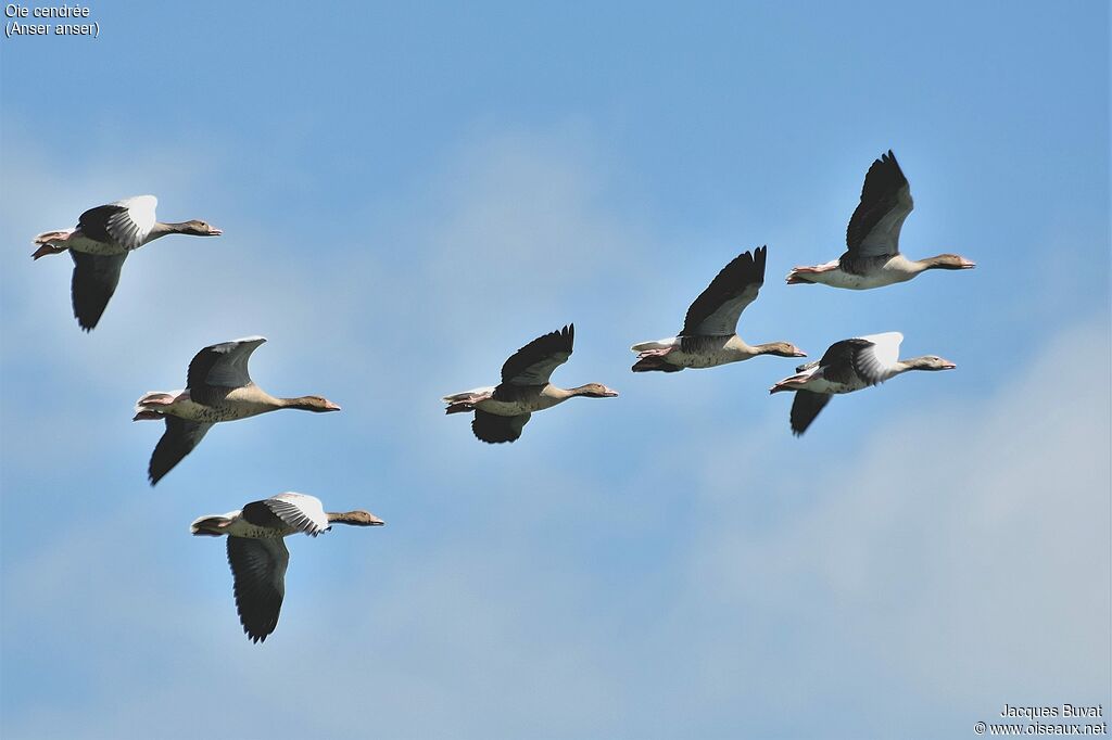 Greylag Gooseadult