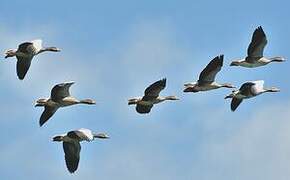 Greylag Goose