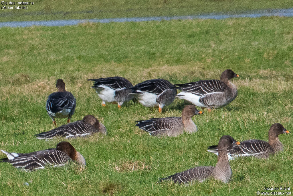 Taiga Bean Gooseadult breeding, habitat, aspect, pigmentation, feeding habits, eats