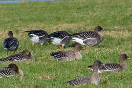 Taiga Bean Goose