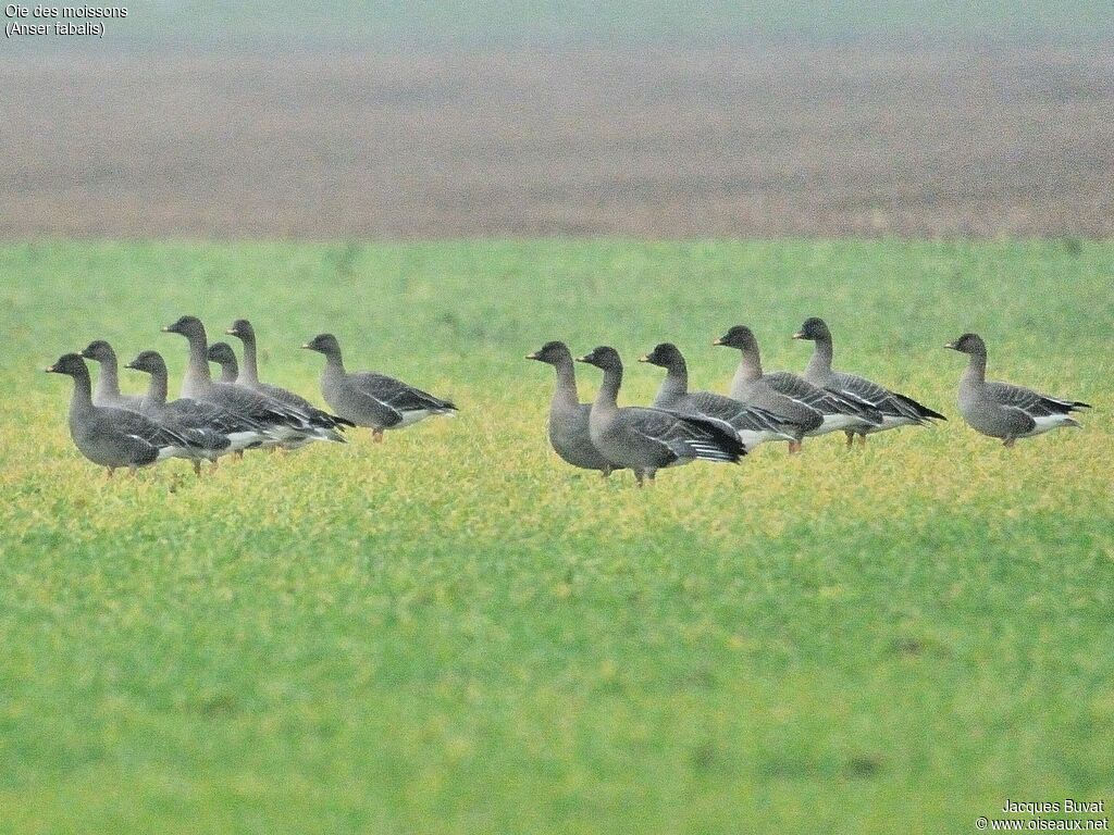 Taiga Bean Goose, aspect, pigmentation