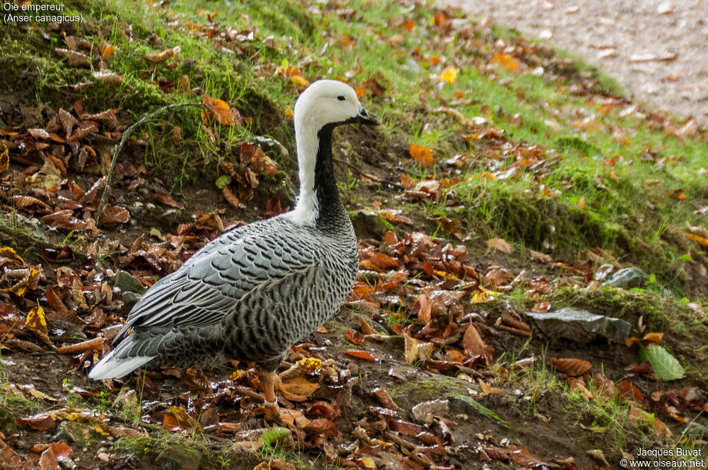 Emperor Gooseadult, identification, aspect, pigmentation