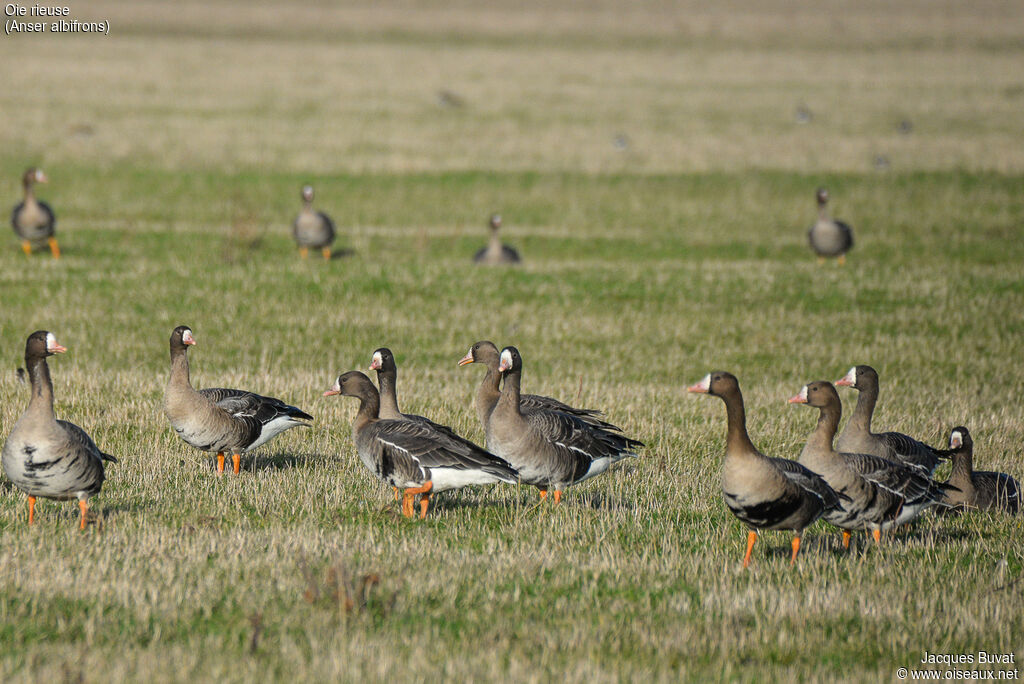 Greater White-fronted Gooseadult, habitat, aspect, pigmentation