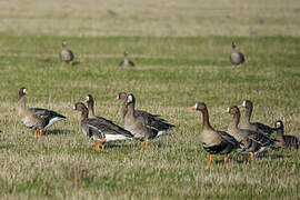 Greater White-fronted Goose