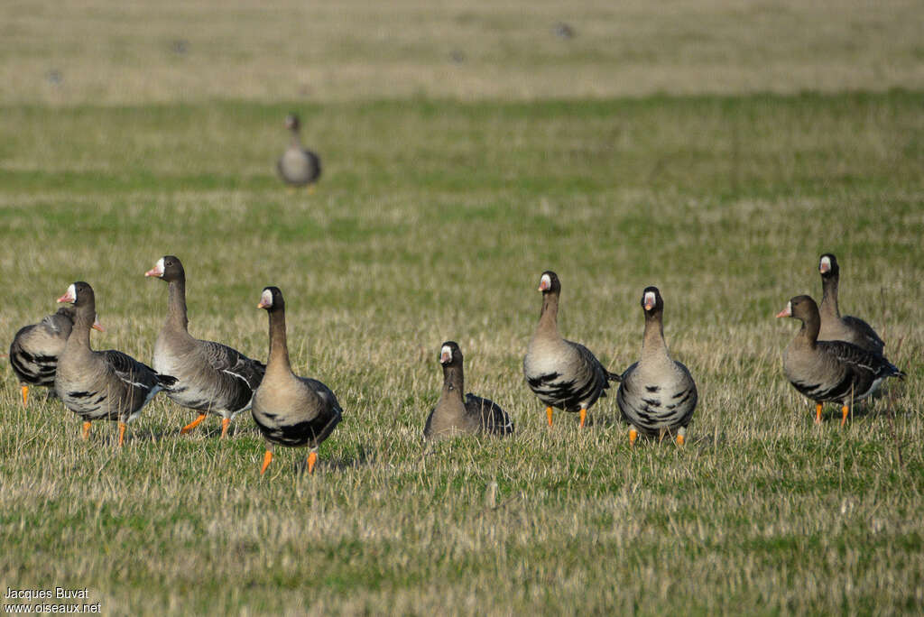 Greater White-fronted Gooseadult, habitat, Behaviour