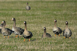 Greater White-fronted Goose