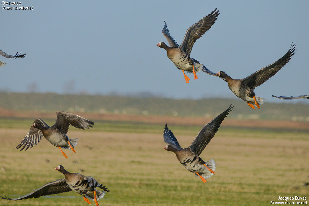 Greater White-fronted Gooseadult, habitat, aspect, pigmentation, Flight