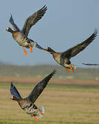 Greater White-fronted Goose