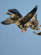 Greater White-fronted Goose