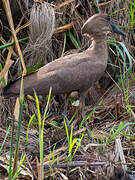 Hamerkop