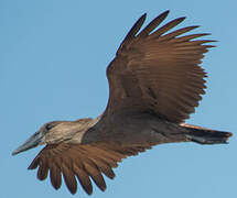 Hamerkop