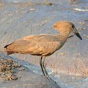 Hamerkop