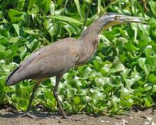 Bare-throated Tiger Heron