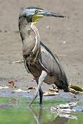 Bare-throated Tiger Heron