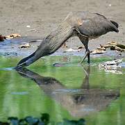 Bare-throated Tiger Heron