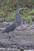 Bare-throated Tiger Heron