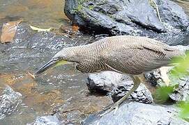 Fasciated Tiger Heron