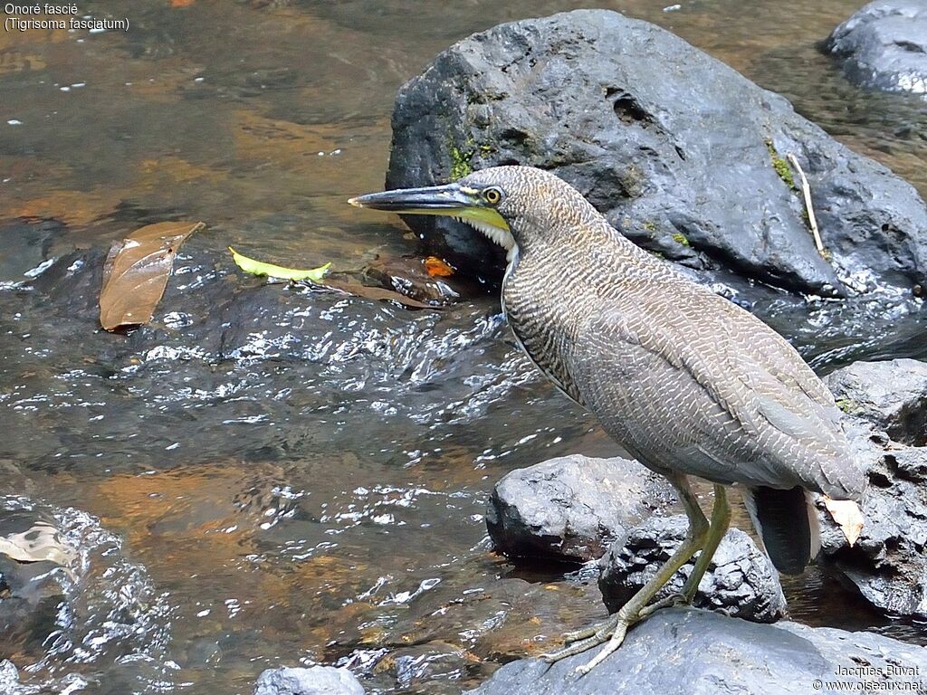 Onoré fasciéimmature