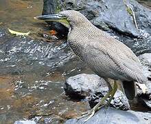 Fasciated Tiger Heron