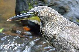 Fasciated Tiger Heron