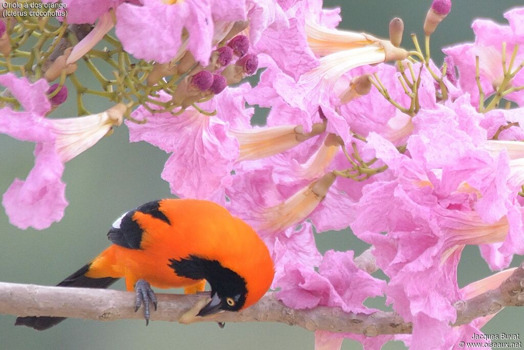 Orange-backed Troupialadult