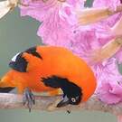 Oriole à dos orange