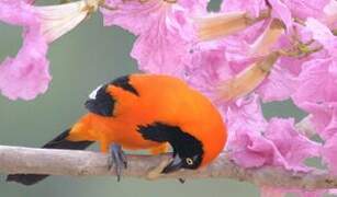 Orange-backed Troupial