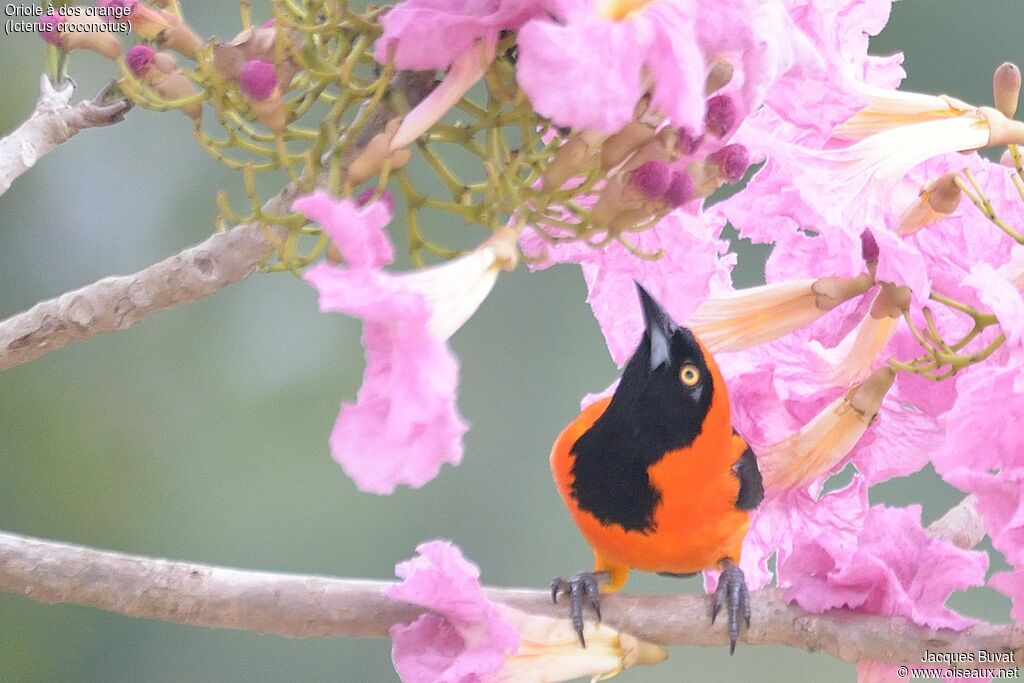 Oriole à dos orangeadulte