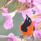 Oriole à dos orange